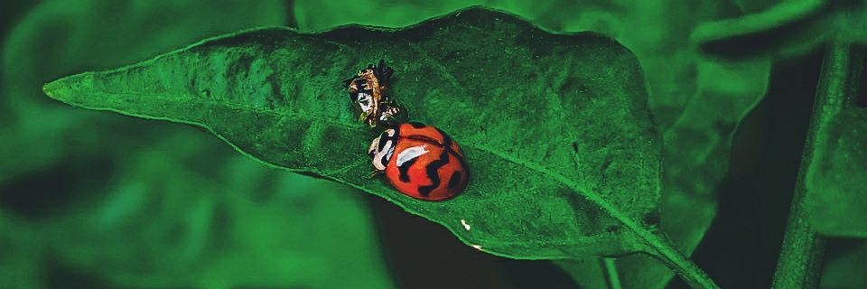 ilmanuddin's profile banner image