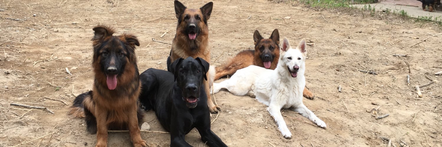 PartnerDog's profile banner image