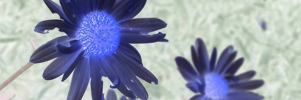 ladydaisymae's profile banner image