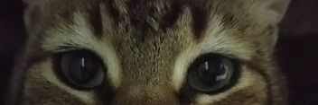 sonundafreedom's profile banner image