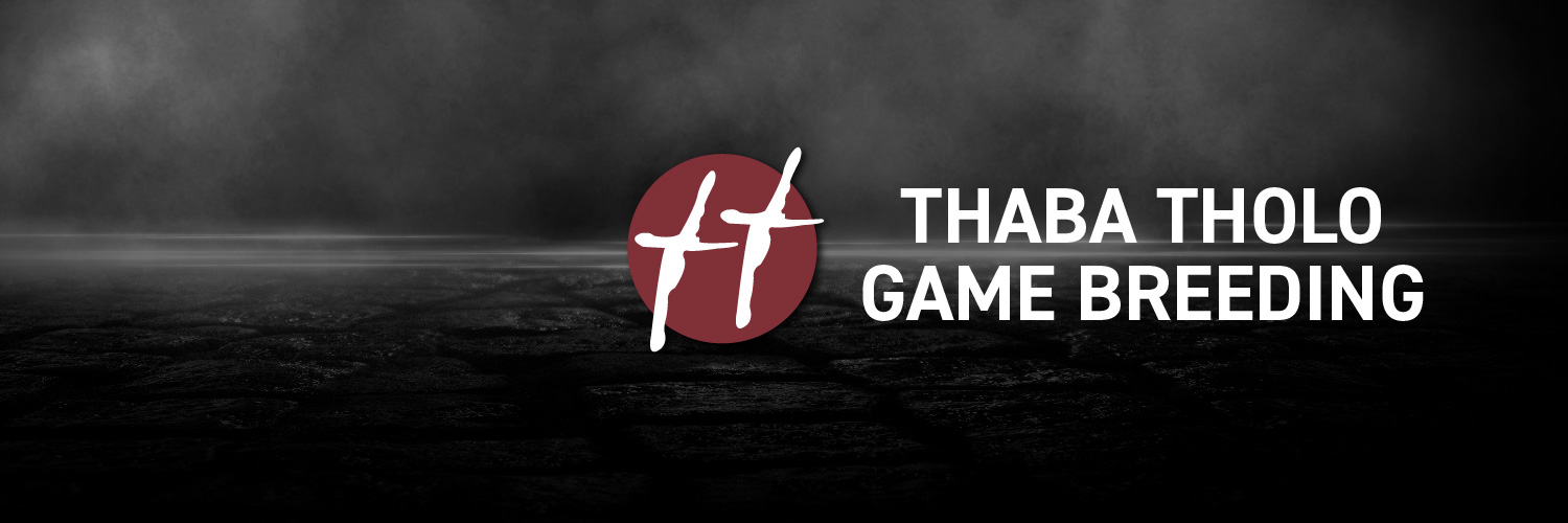 thabatholo's profile banner image