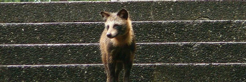 TinkeringTanuki's profile banner image