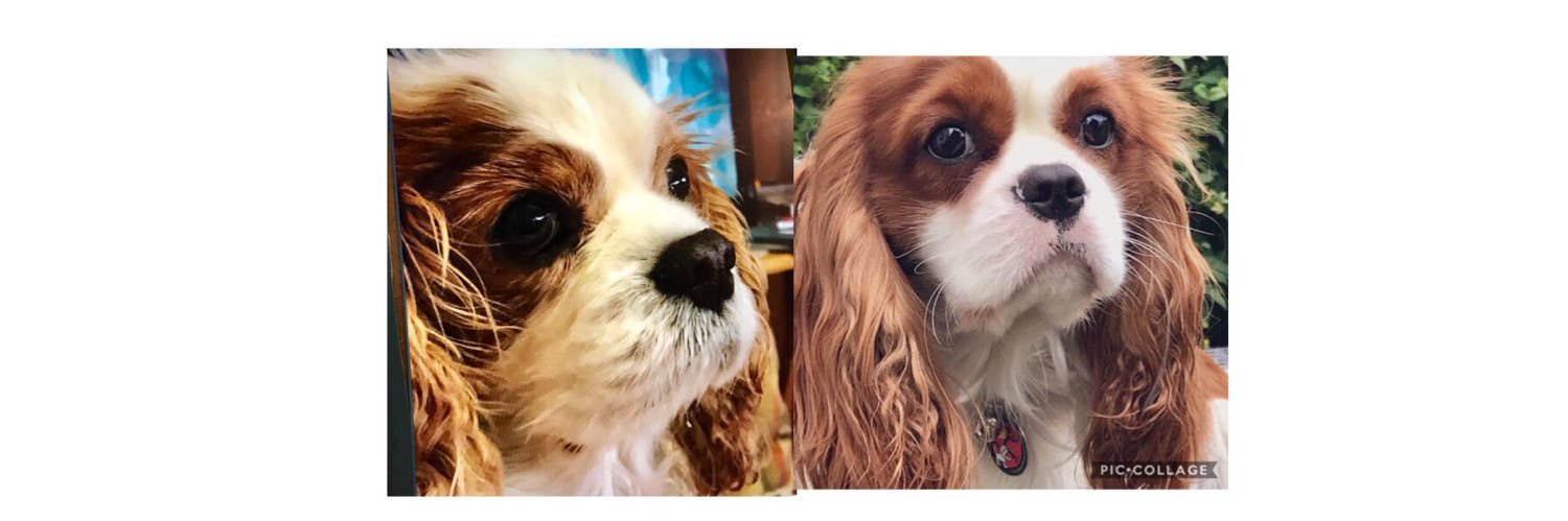 WendydbertieU's profile banner image