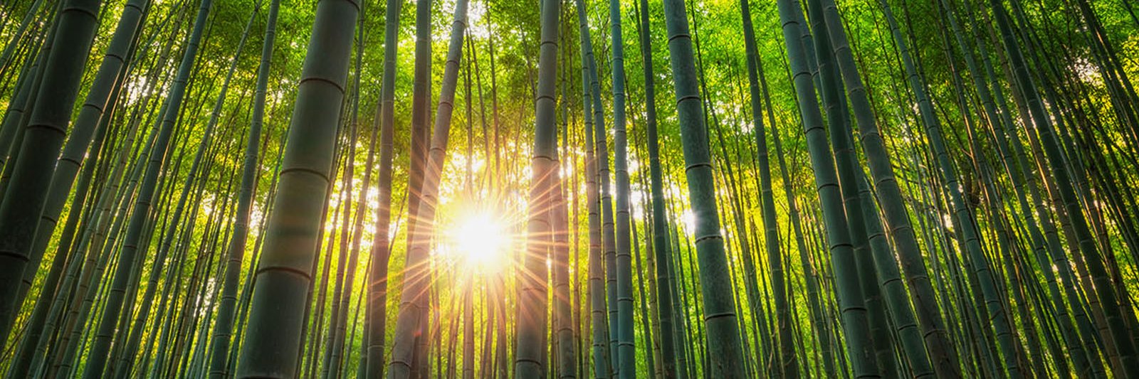 Wild Immersion banner