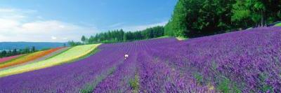 siwon_yu's profile banner image