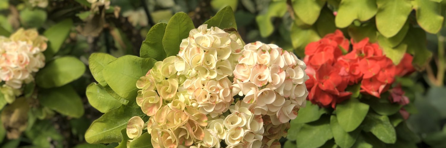bellajobarney's profile banner image