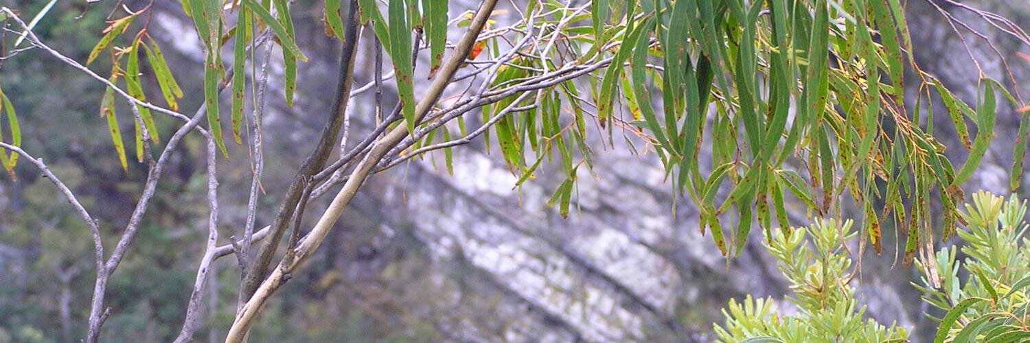 Rowan Winsemius banner