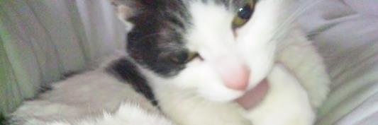 たぬきうどん banner