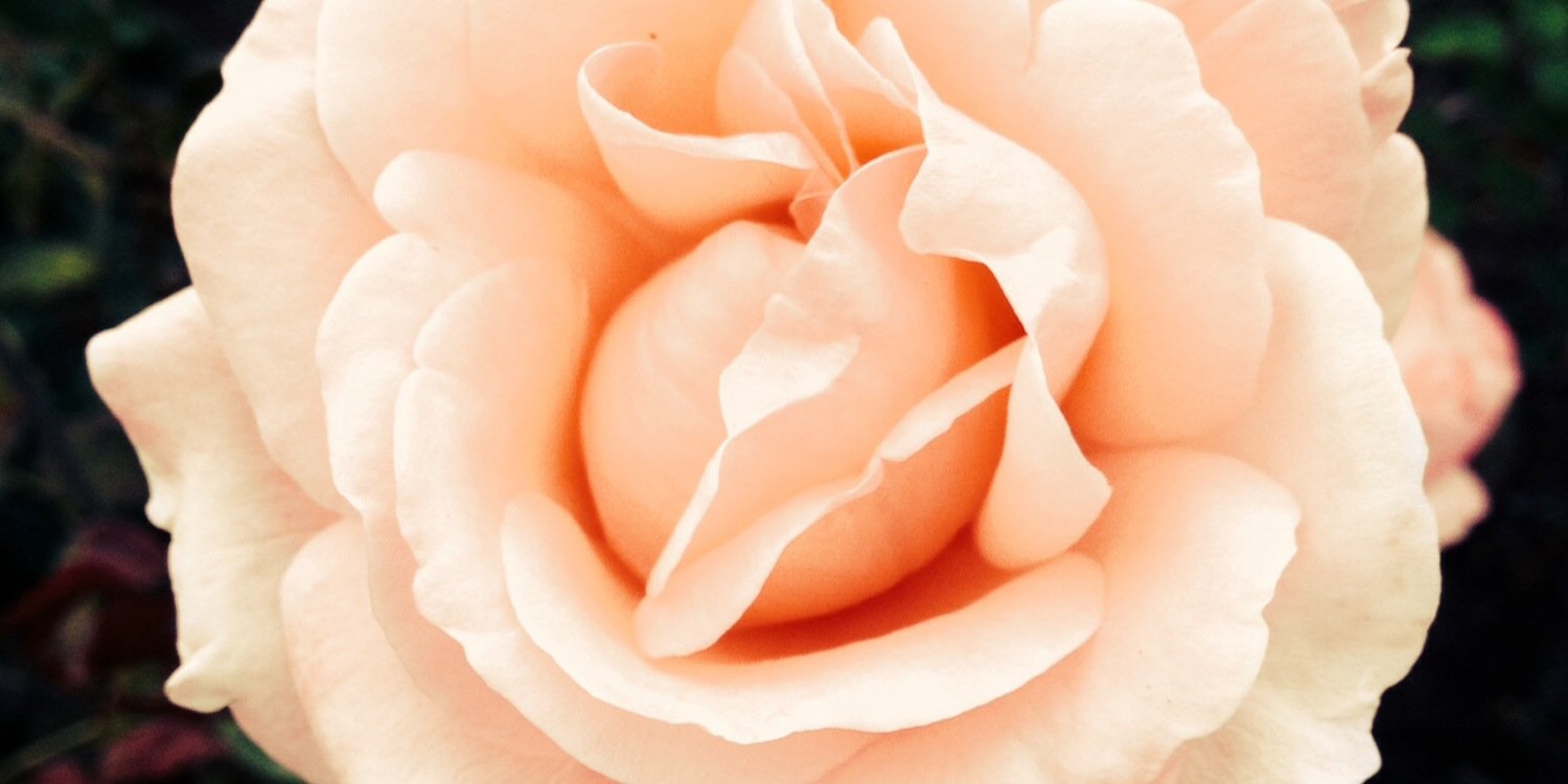 CorinnaFuentes's profile banner image