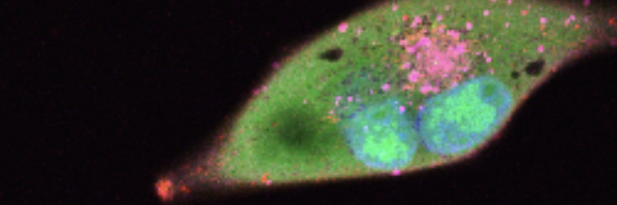 O’Connor Lab banner