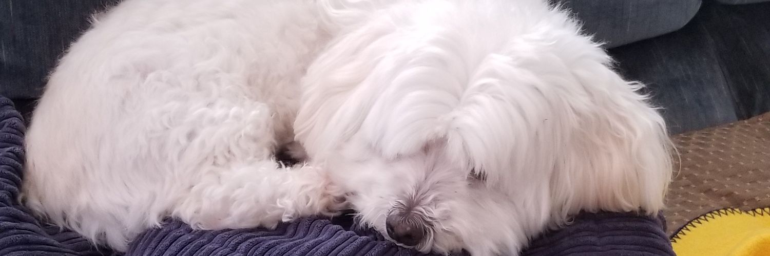 Tishy banner