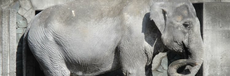 Damienzombie's profile banner image