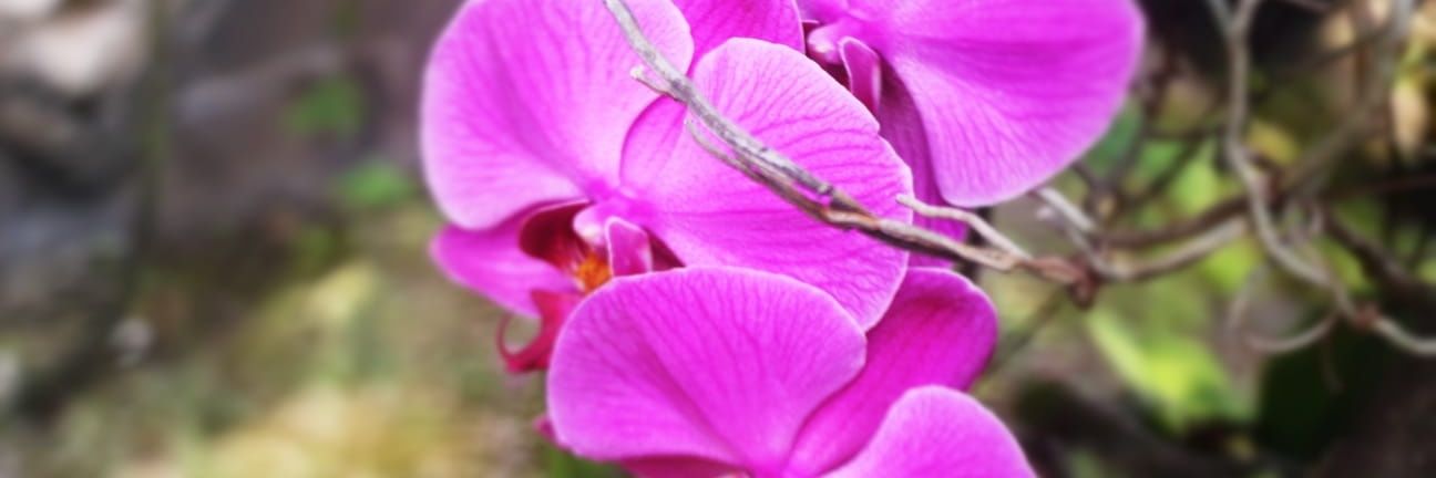 nnisavitri's profile banner image