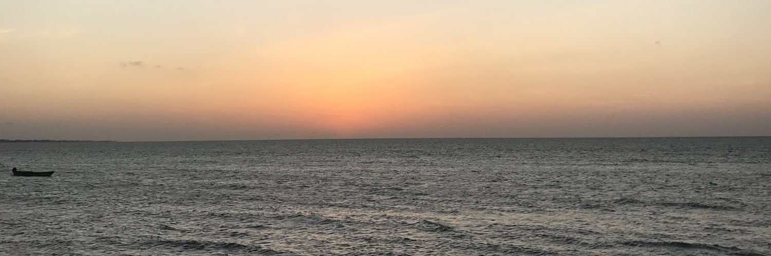 ppzin banner