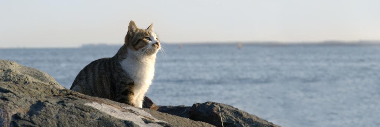 Le chat amusant's banner