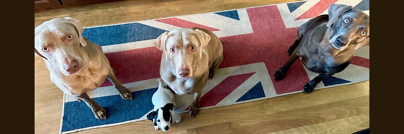 Faldo’s Weims & two ☘️Irish Jack ☘️🇺🇸🇬🇧 banner
