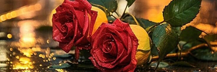 N86110222's profile banner image