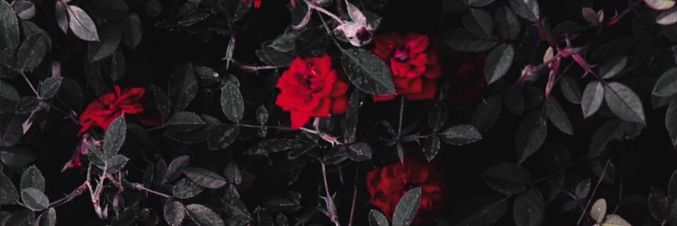 ✴︎ banner