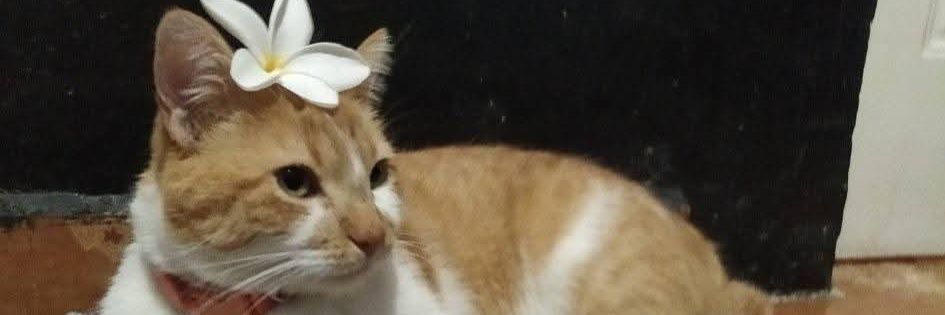 DidiHecto's profile banner image