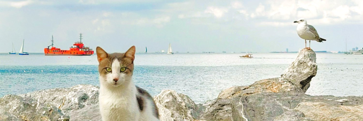 PvideoTst's profile banner image