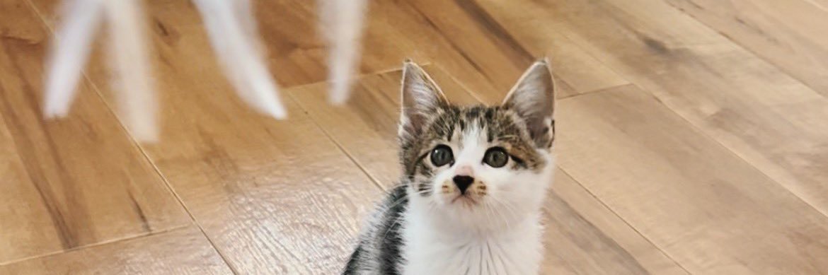 ドーナツてるの banner