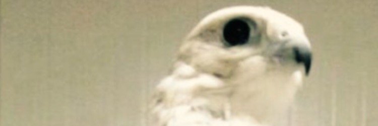 ben_marzoq's profile banner image