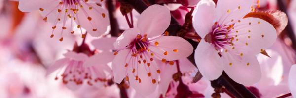 mellywheeler Profile Banner