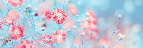 Nic banner