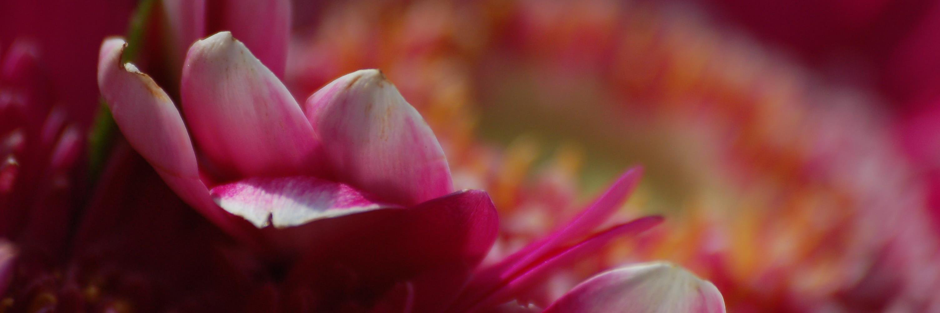 RachelvanderLee's profile banner image