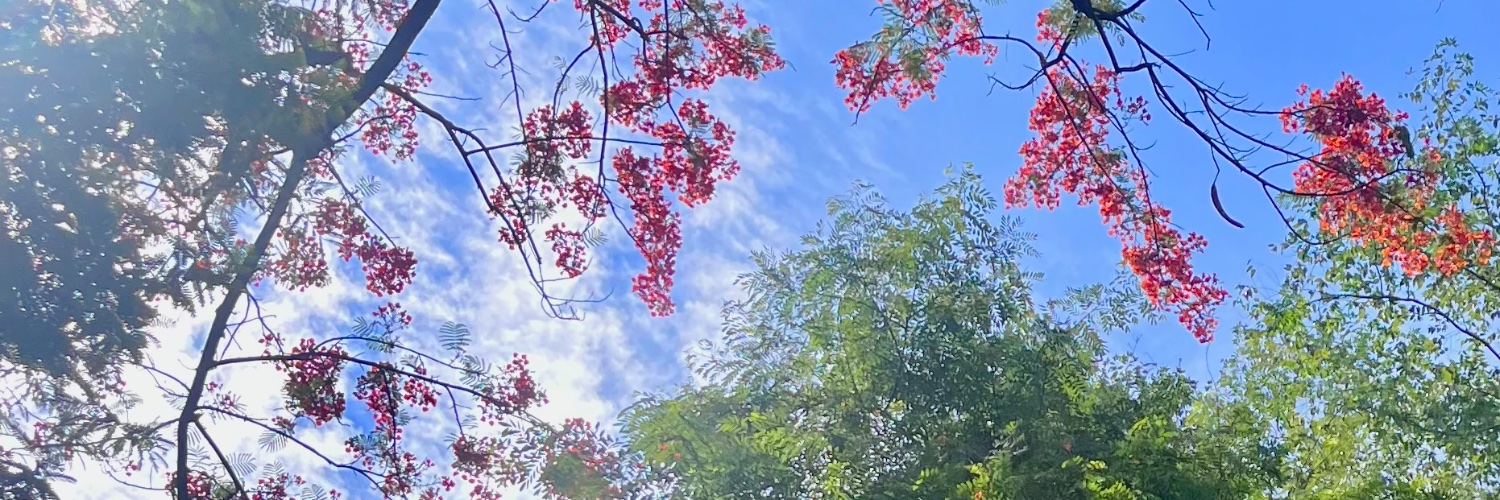 bazilgum's profile banner image