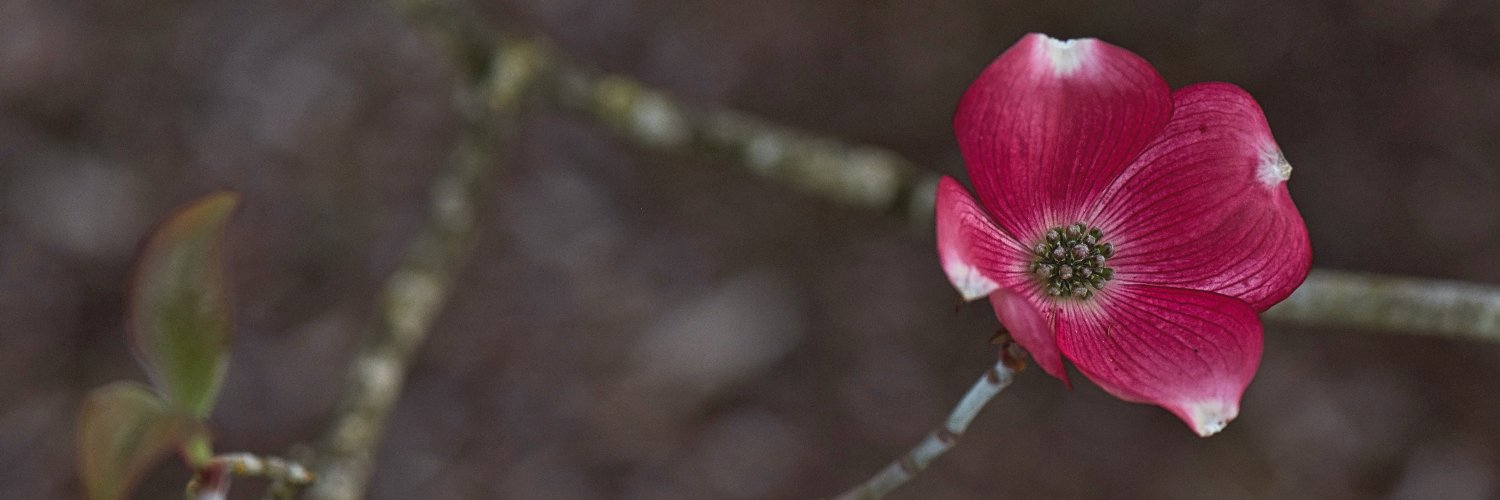 CatRiley87's profile banner image