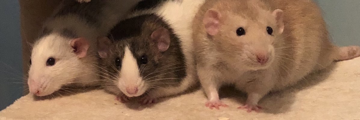 katmeow_uk's profile banner image