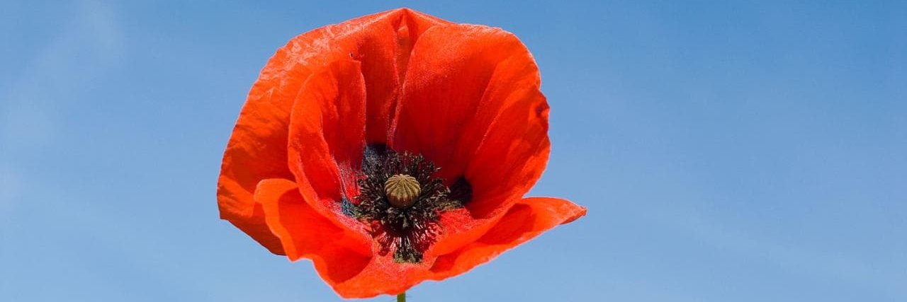 BenthamCouncil's profile banner image