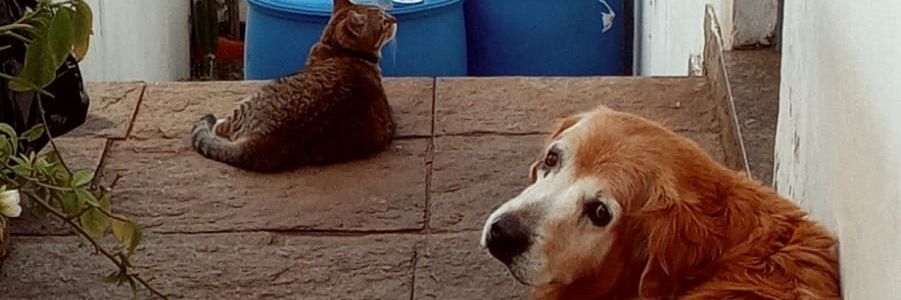 zelipelipe's profile banner image