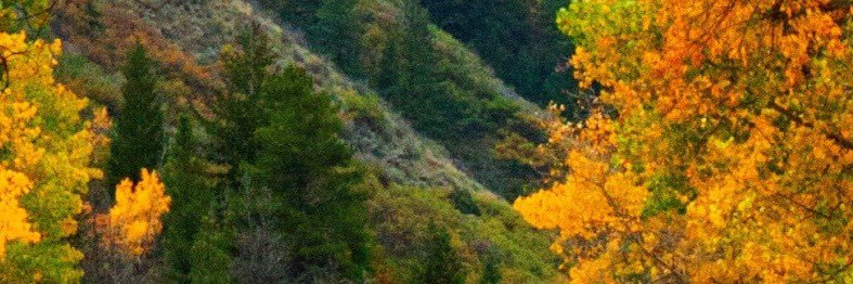 Helena Bakhtieieva banner