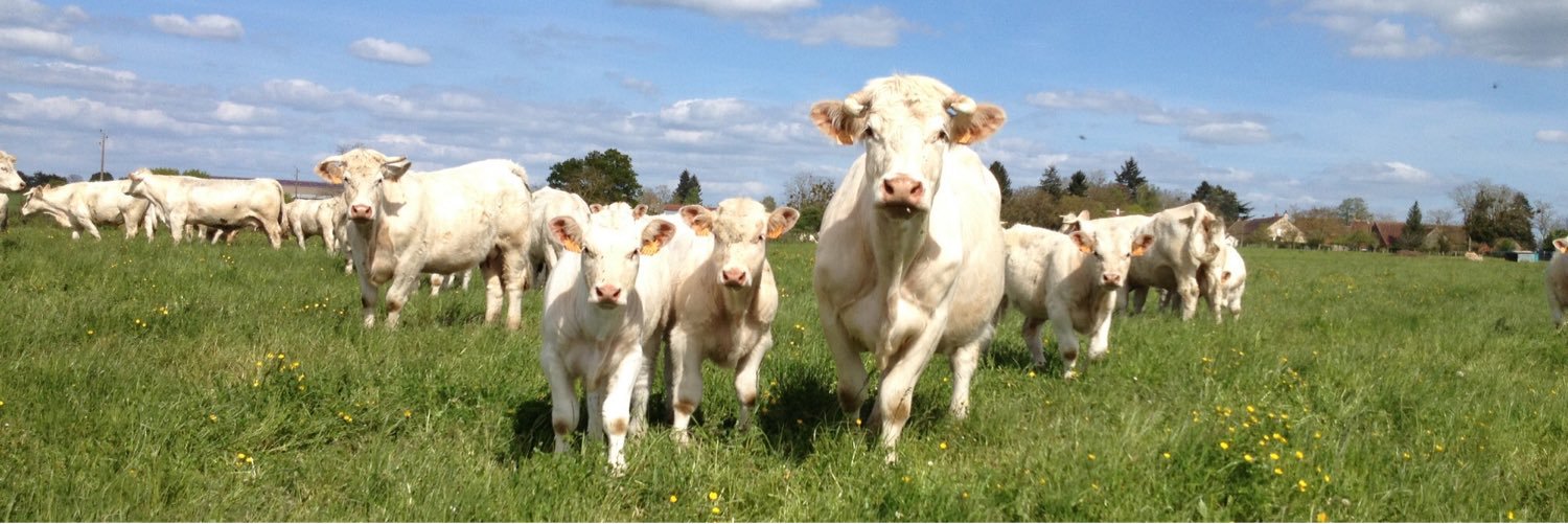 guillaume gauthier banner