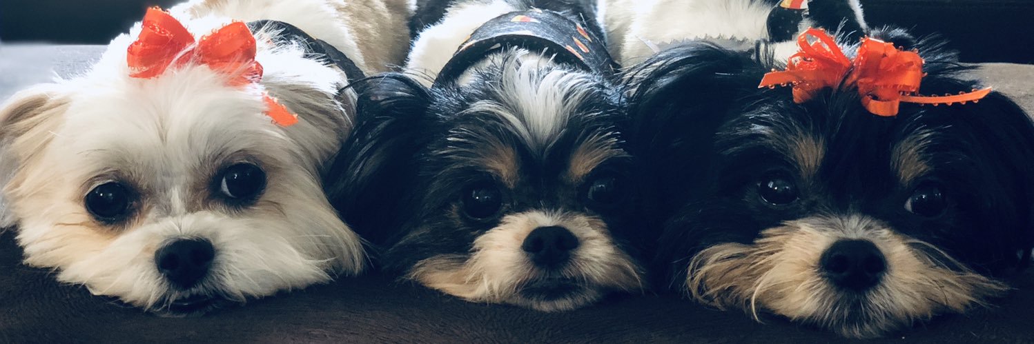ally_wollenberg's profile banner image