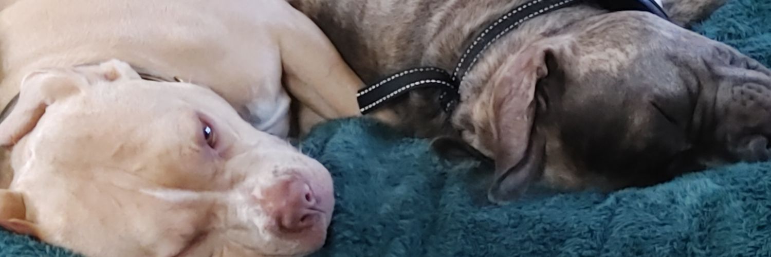 Dannyboykaoz's profile banner image