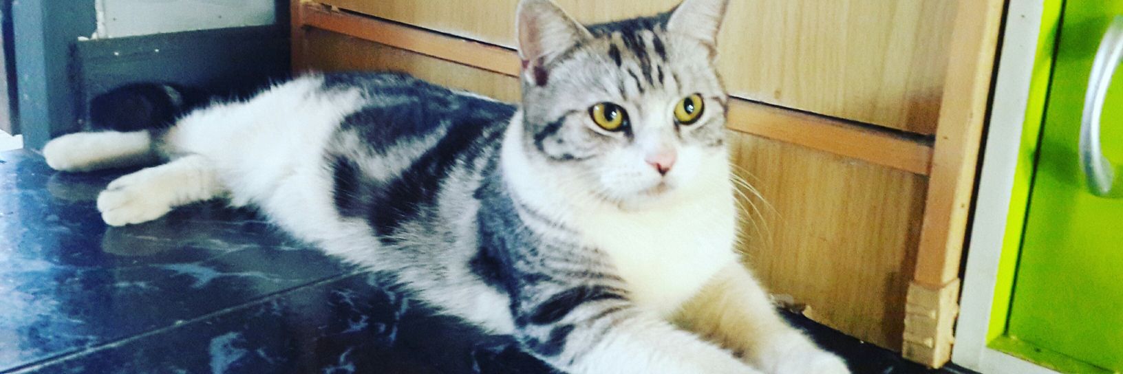 CauseImCat's profile banner image