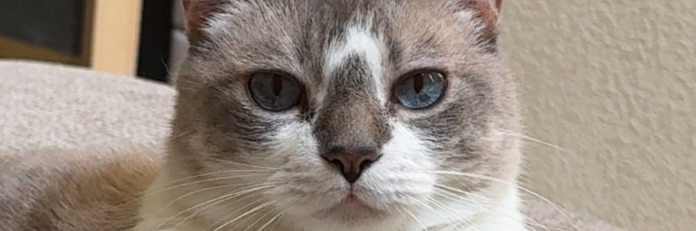 gblancobaby's profile banner image