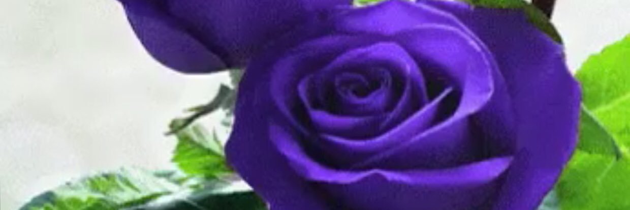 kingnait13's profile banner image