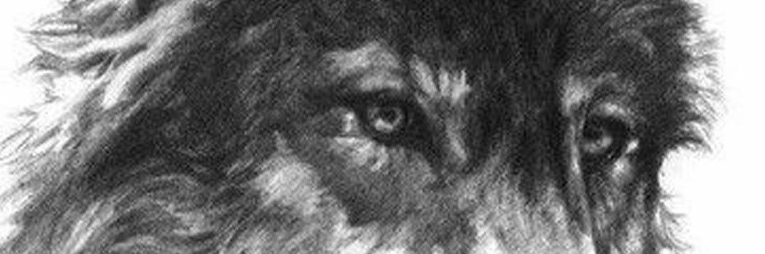 packboydolo_'s profile banner image