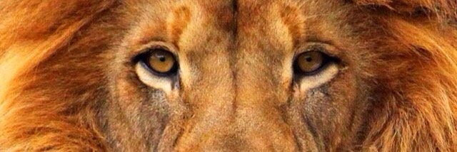 RealBoy Nesty banner