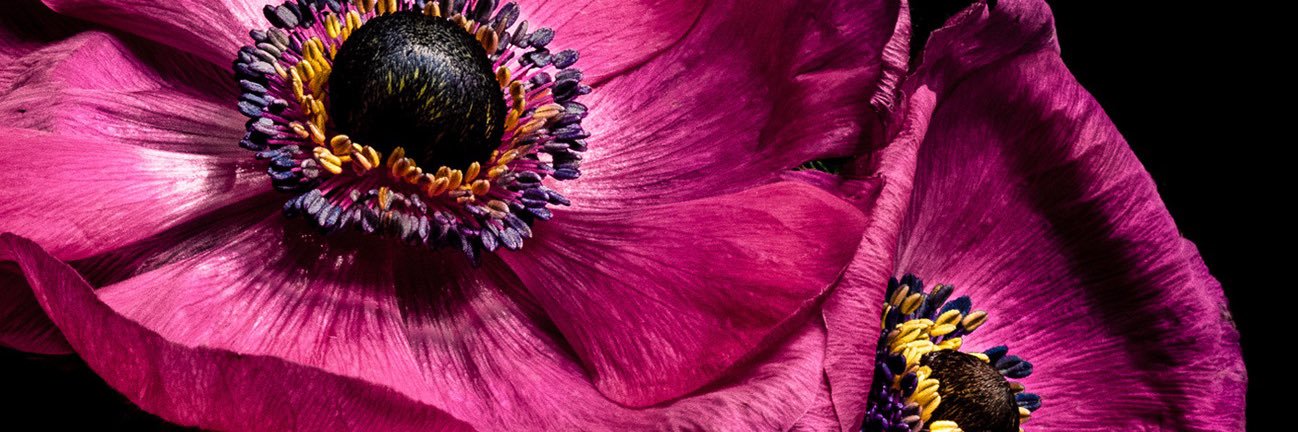 Alexa352's profile banner image