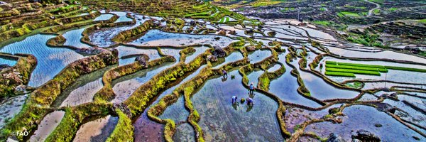 FAODG Profile Banner