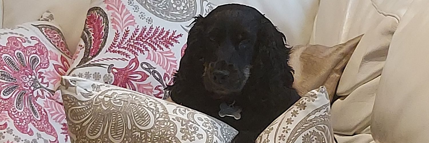 Dunogs1's profile banner image