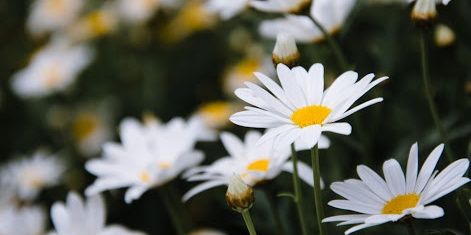 Happyfernnn's profile banner image