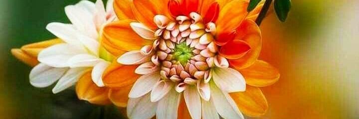 Sariya88's profile banner image