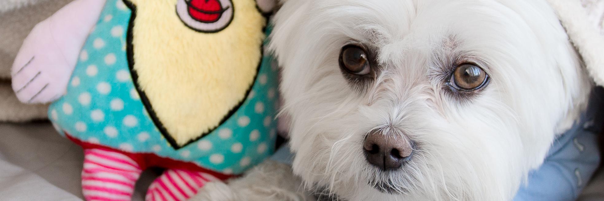 TobyLittleDude's profile banner image