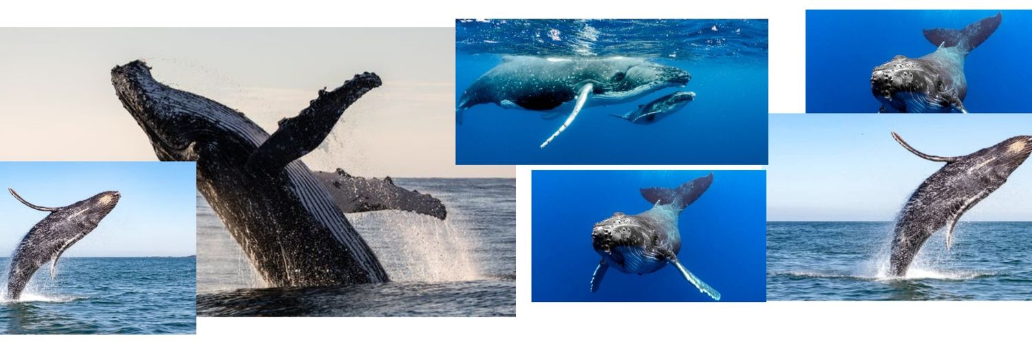 Lo 💙 (fan de baleines 🐳🐋 banner